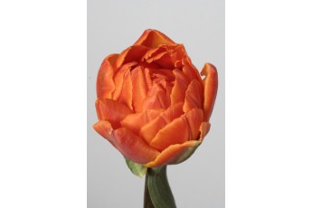 DOUBLE ORANGE PRINCESS